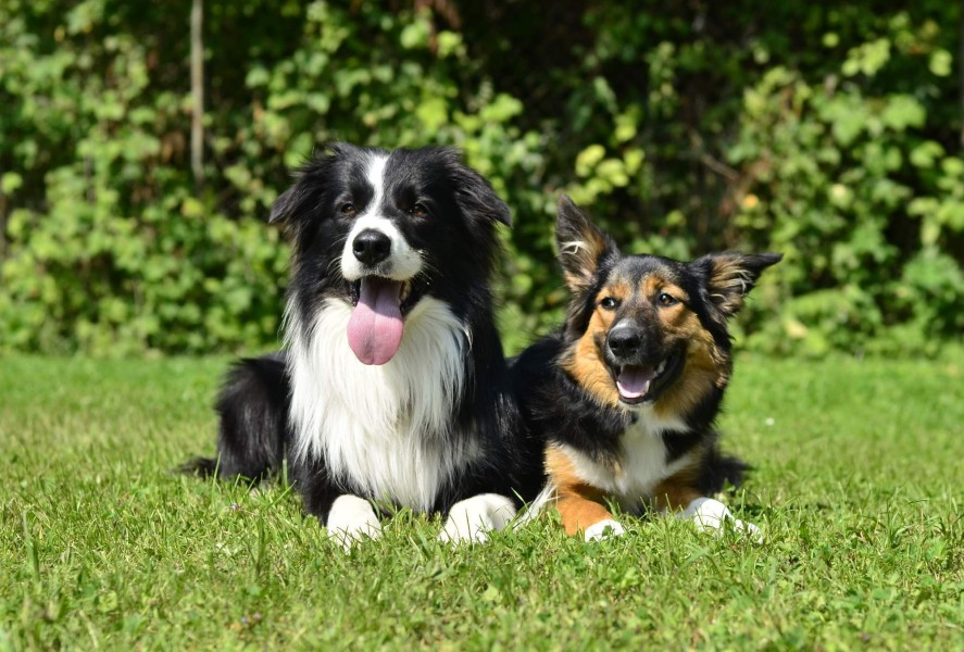 Ares Hannah Doggie a Cipísek Jane´s dogs; foto: Michaela Táflová